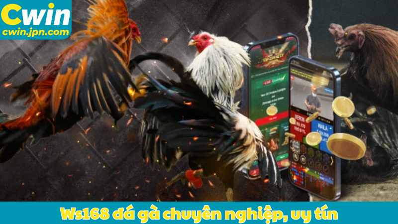 Ws168 đá gà chuyên nghiệp, uy tín